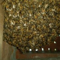 Liverpool Cathedral: Bee hive removal from a tree